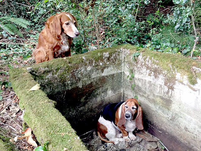 A setter mix named Tillie