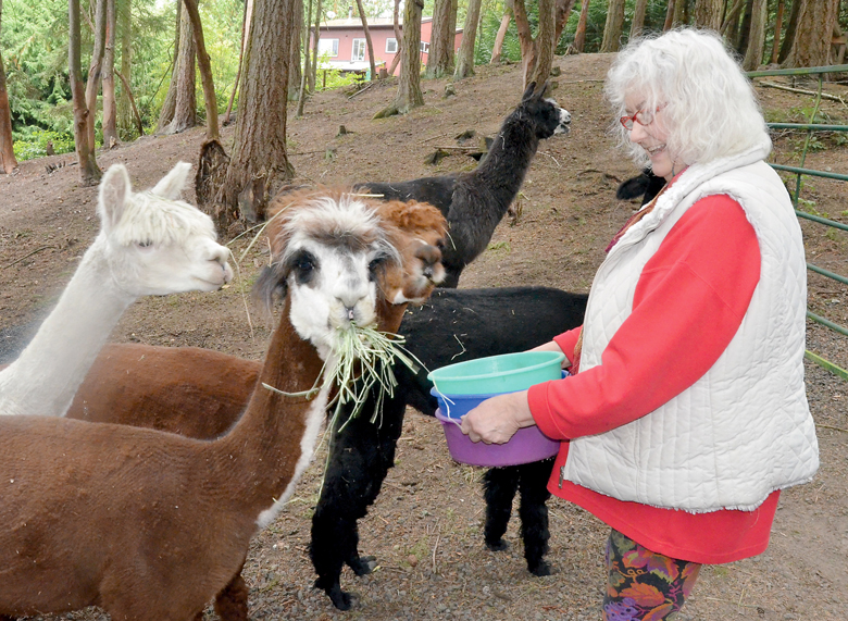Rosebud Farms owner Karen Rose feeds her alpacas in preparation for the Jefferson County Farm Tour on Saturday. The tour continues today from 10 a.m. to 4 p.m. Charlie Bermant/Peninsula Daily News