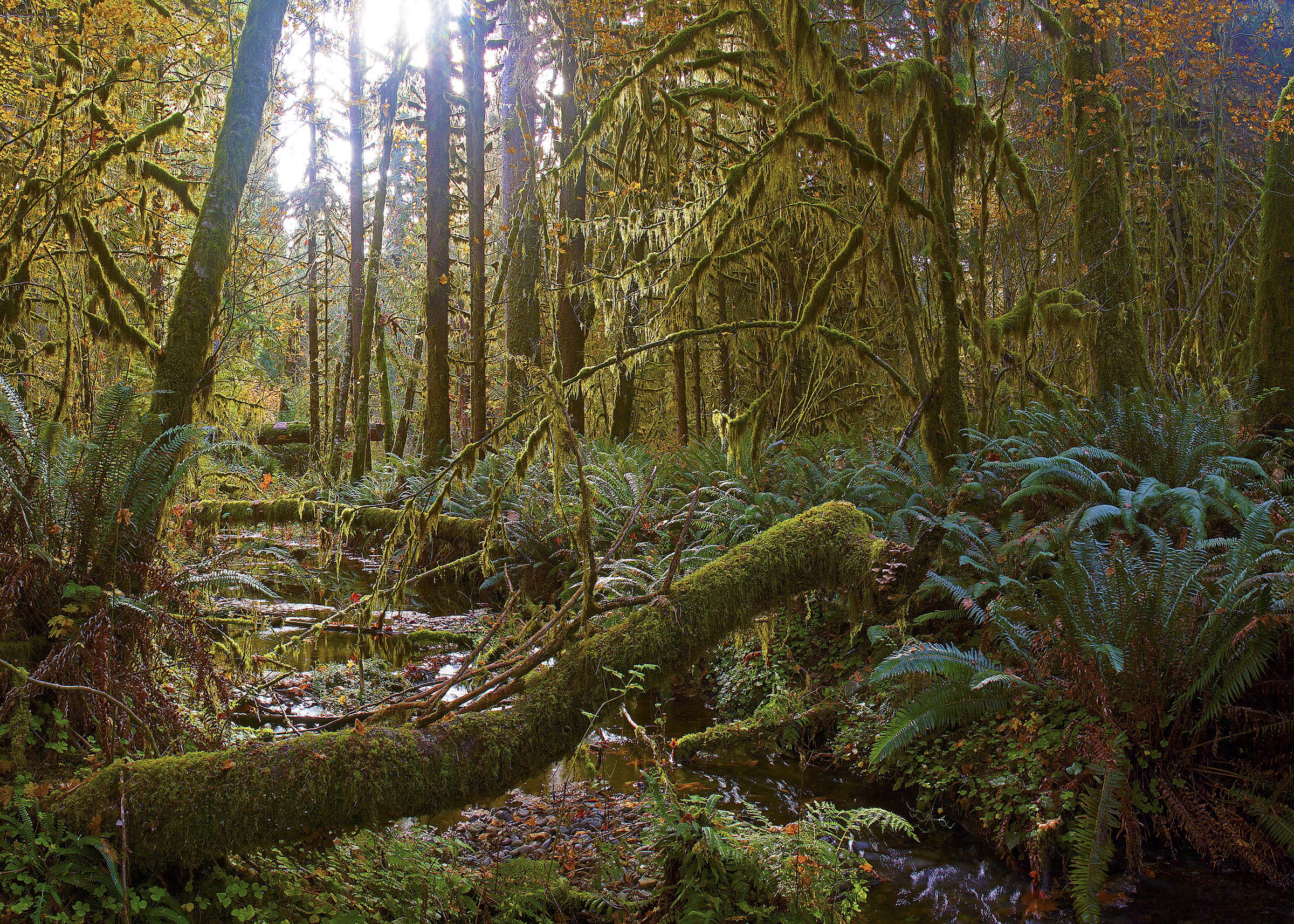 Nancy Cherry Eifert's views of the Hoh Rainforest will grace Gallery Nine