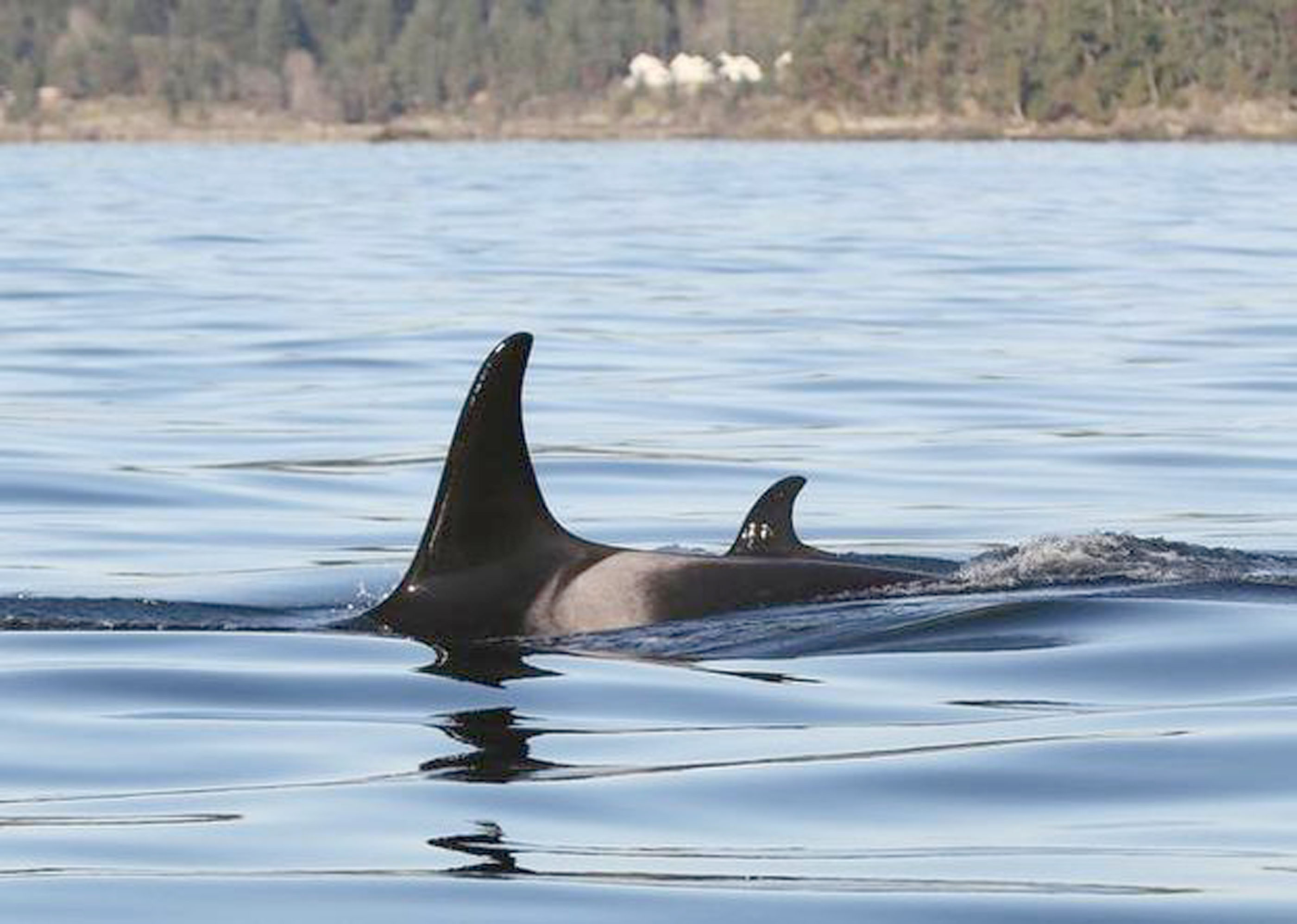 A newborn orca swims with its mother just across the border in Canadian waters on Tuesday. —Photo by Valerie Shore/Eagle Wing Tours ()