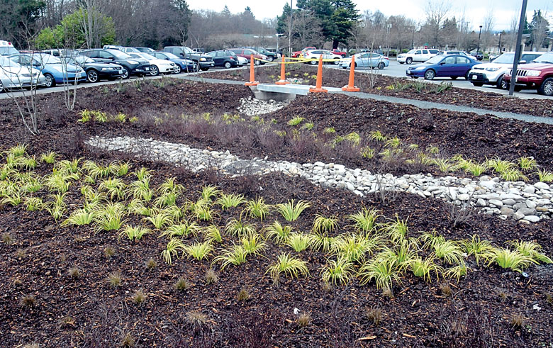 A newly built rain garden to collect and absorb stormwater runoff sits in the middle of the parking lot of the Clallam County Courthouse in Port Angeles. — Keith Thorpe/Peninsula Daily News ()