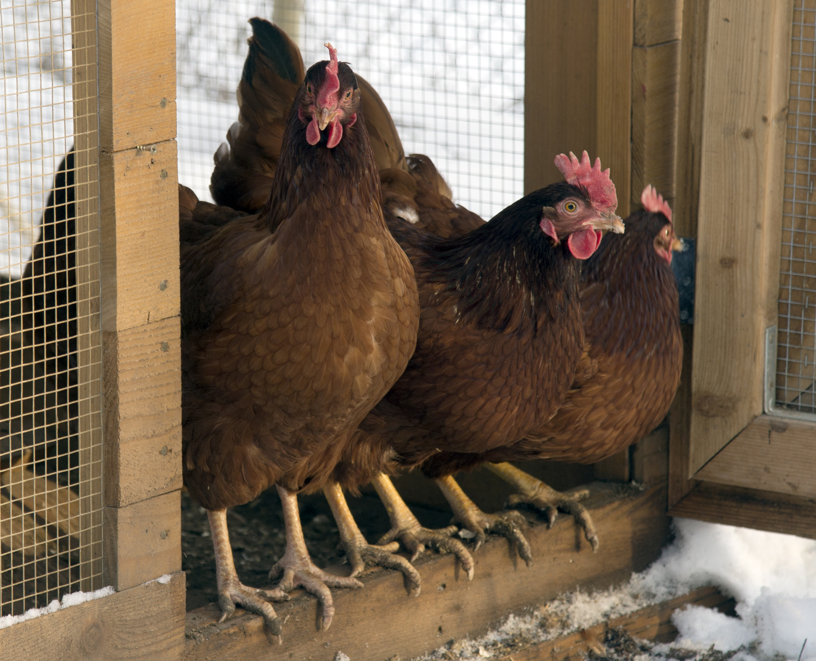 A group of Rhode Island reds huddle in the Parrish family's chicken coup at their home in the Wandermere area of Spokane on Sunday. (The Associated Press)