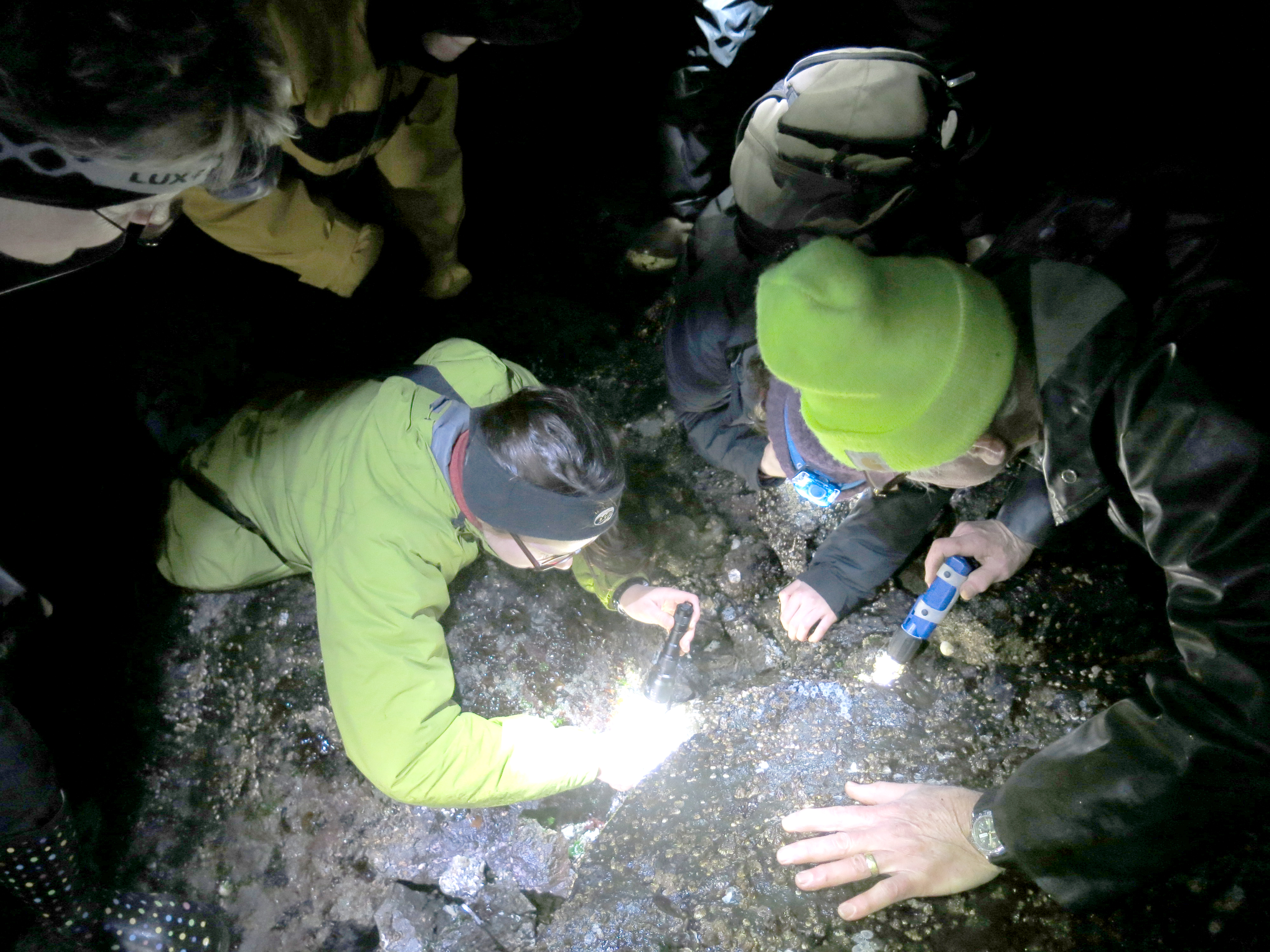 Volunteers for the Port Townsend Marine Science Center search for sea stars in the dark during low tide as part of a marine life survey on Indian Island. (Port Townsend Marine Science Center)