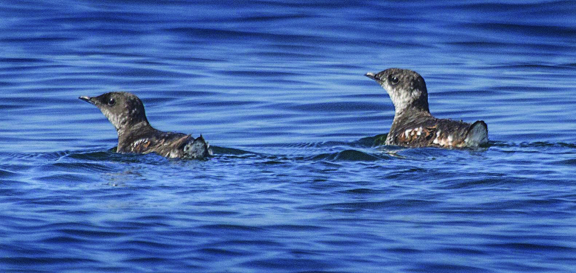 Two marbled murrelets swim off Lopez Island near Seattle. A federal appeals court has rejected a timber industry lawsuit seeking to strip Endangered Species Act protection from the threatened seabird that nests in old-growth forests. — The Associated Press ()