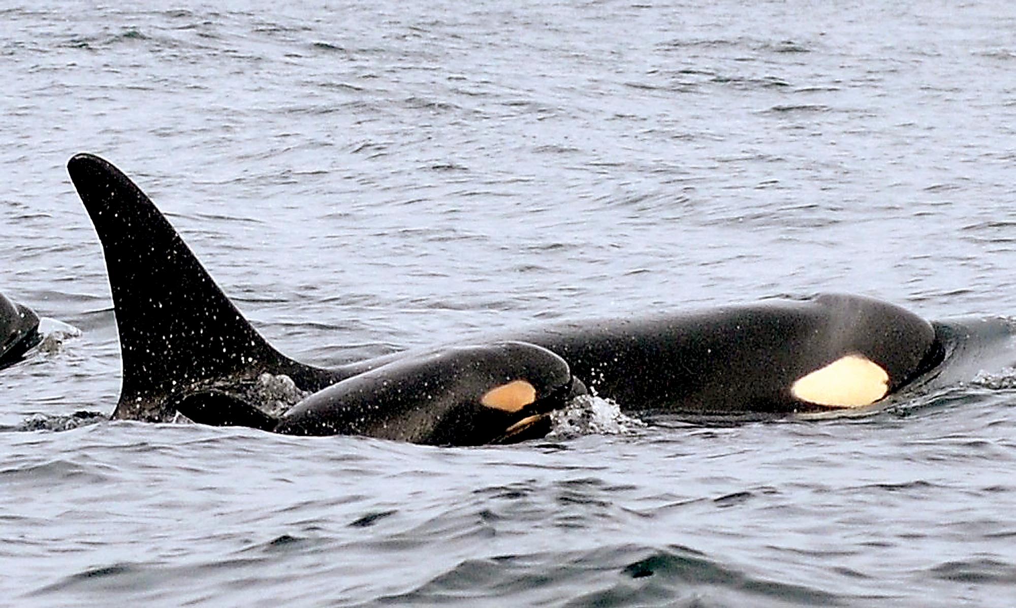 A new baby orca swims alongside an adult whale