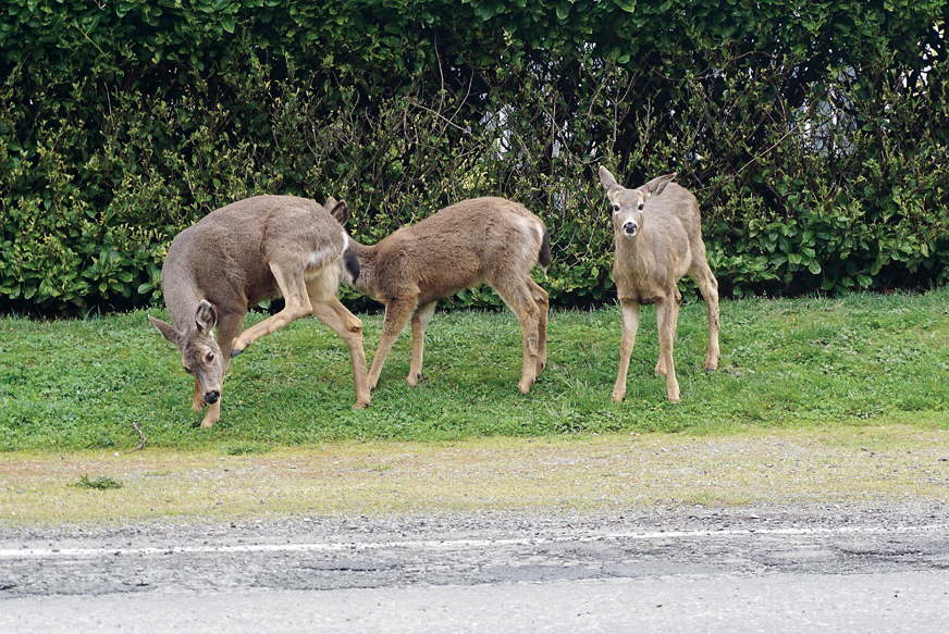 Three members of a deer family break for lunch Wednesday. An ad-hoc community group will conduct a deer census April 2. — Charlie Bermant/Peninsula Daily News ()