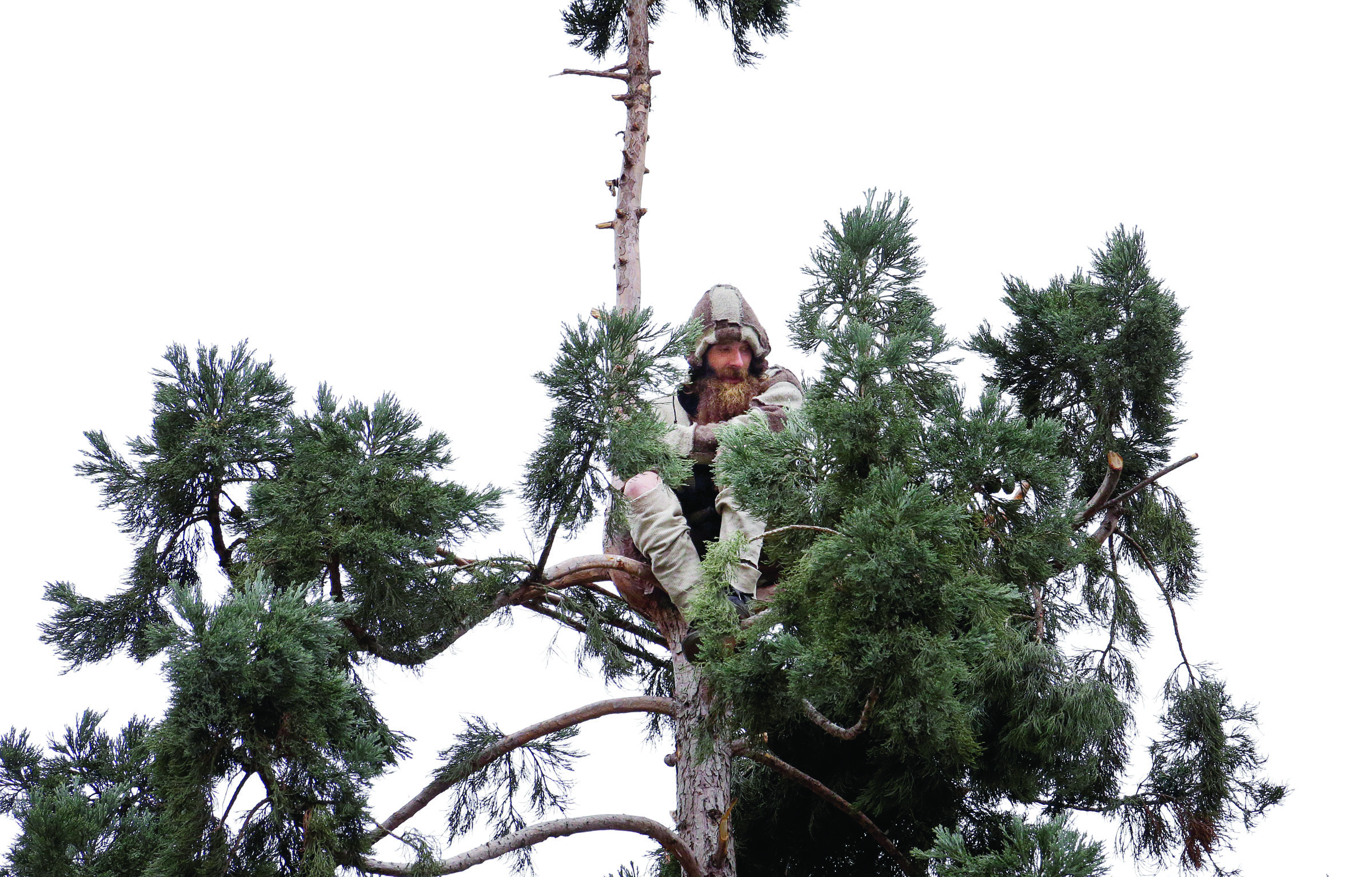 A man sits near the top of a sequoia tree Wednesday in downtown Seattle. Authorities were alerted to the unidentified man in the tree Tuesday morning