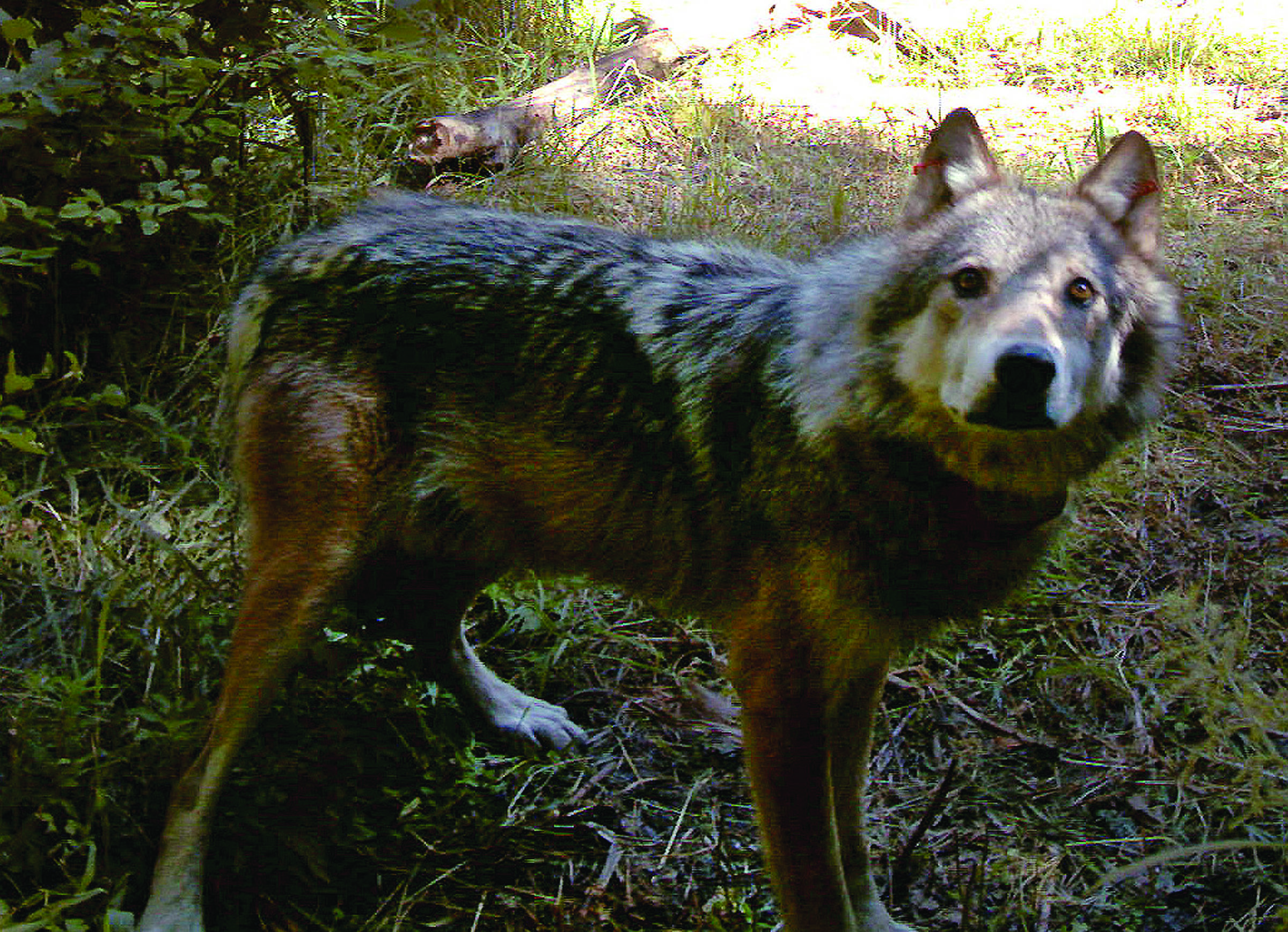An adult gray wolf caught by a remote camera is shown in Okanogan County’s Methow Valley in 2008. — The Associated Press ()