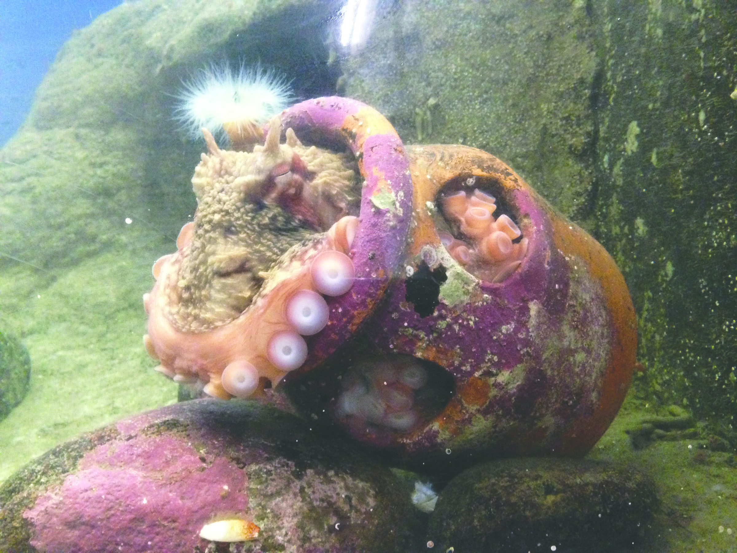 The new octopus at Feiro Marine Life Center needs a name and the community is invited to vote on it beginning today. (Feiro Marine Life Center)