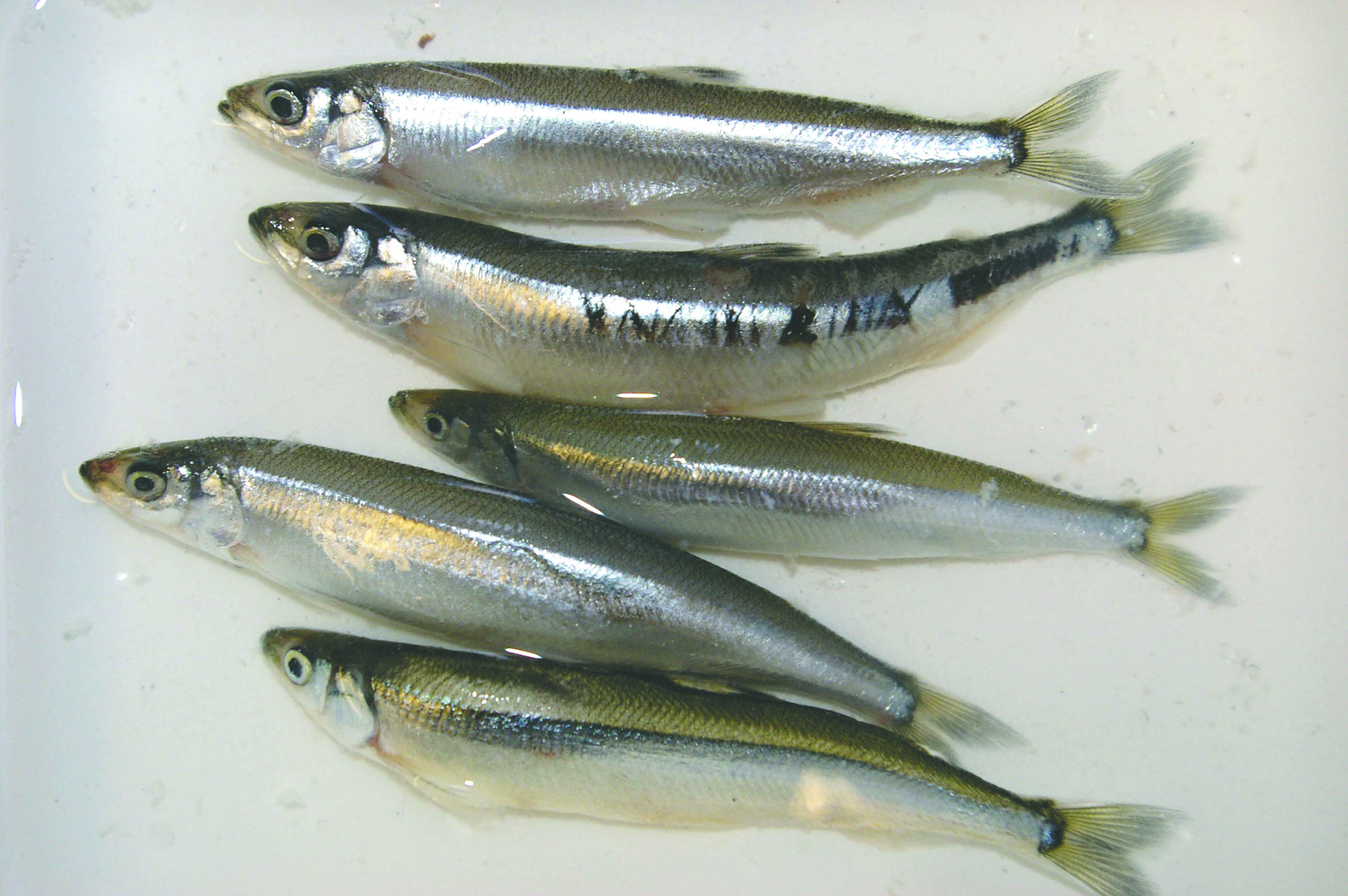 Surf smelt that were collected as part of a study of rhinoceros auklet diet and forage fish on the outer coast and inland waters of Washington are seen in 2009. (Tom Good/NOAA Fisheries via AP)