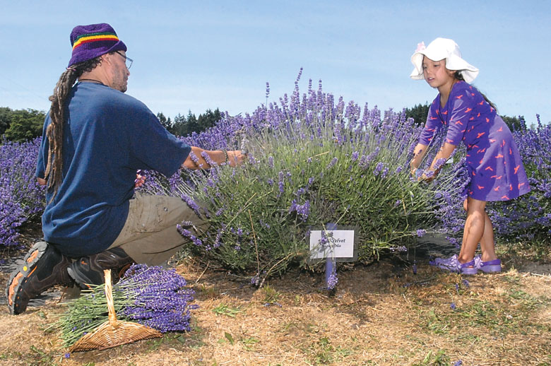 Christian Bolanos of Corona