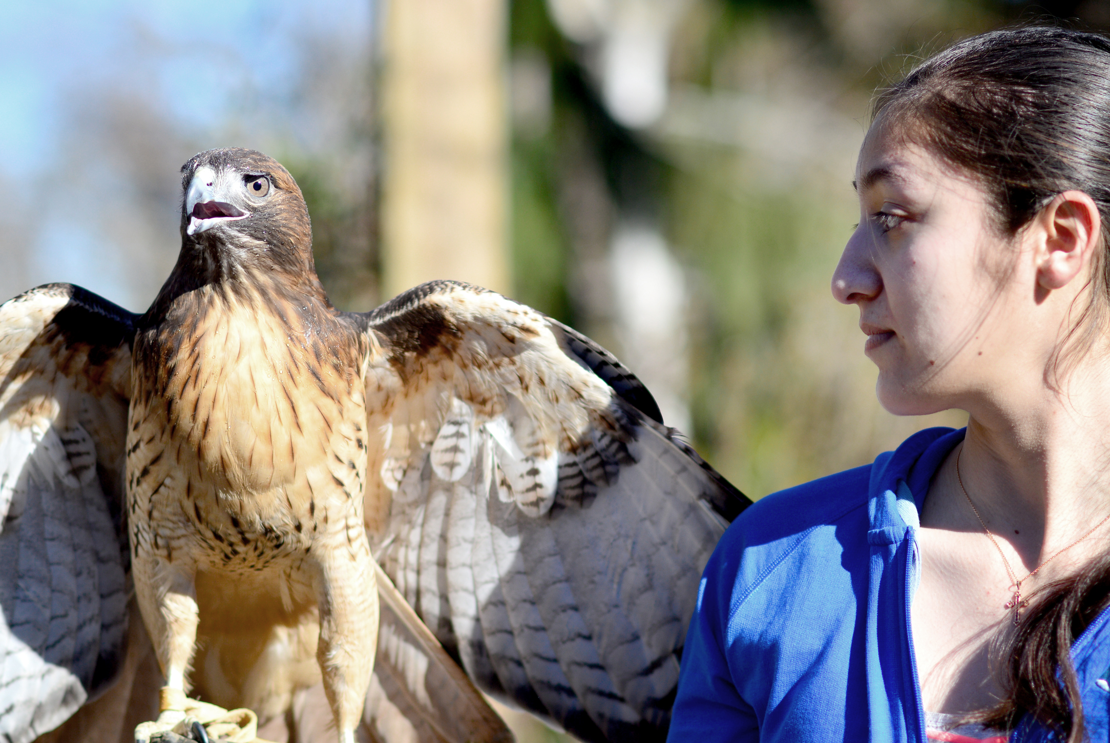 Northwest Raptor Center volunteer Shannon Gordon and Belle