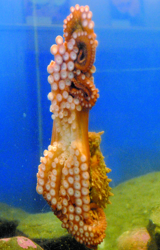 Oceanna the giant Pacific octopus clings to the side of her tank at the Feiro Marine Life Center at Port Angeles City Pier. — Keith Thorpe/Peninsula Daily News ()