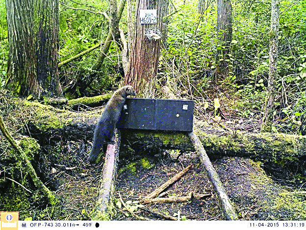 A granddaughter of one of the original fishers released into Olympic National Park looks over a hair snare near Lake Ozette last fall. DNA from her fur identified her and a camera trained on the trap snapped her photo. — Olympic National Park ()