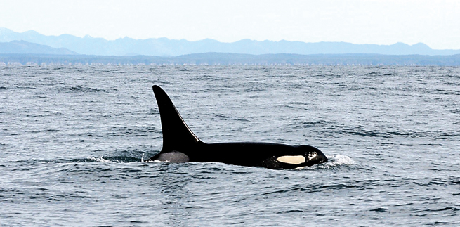 In this Feb. 23 photo from the NOAA Northwest Fisheries Science Center