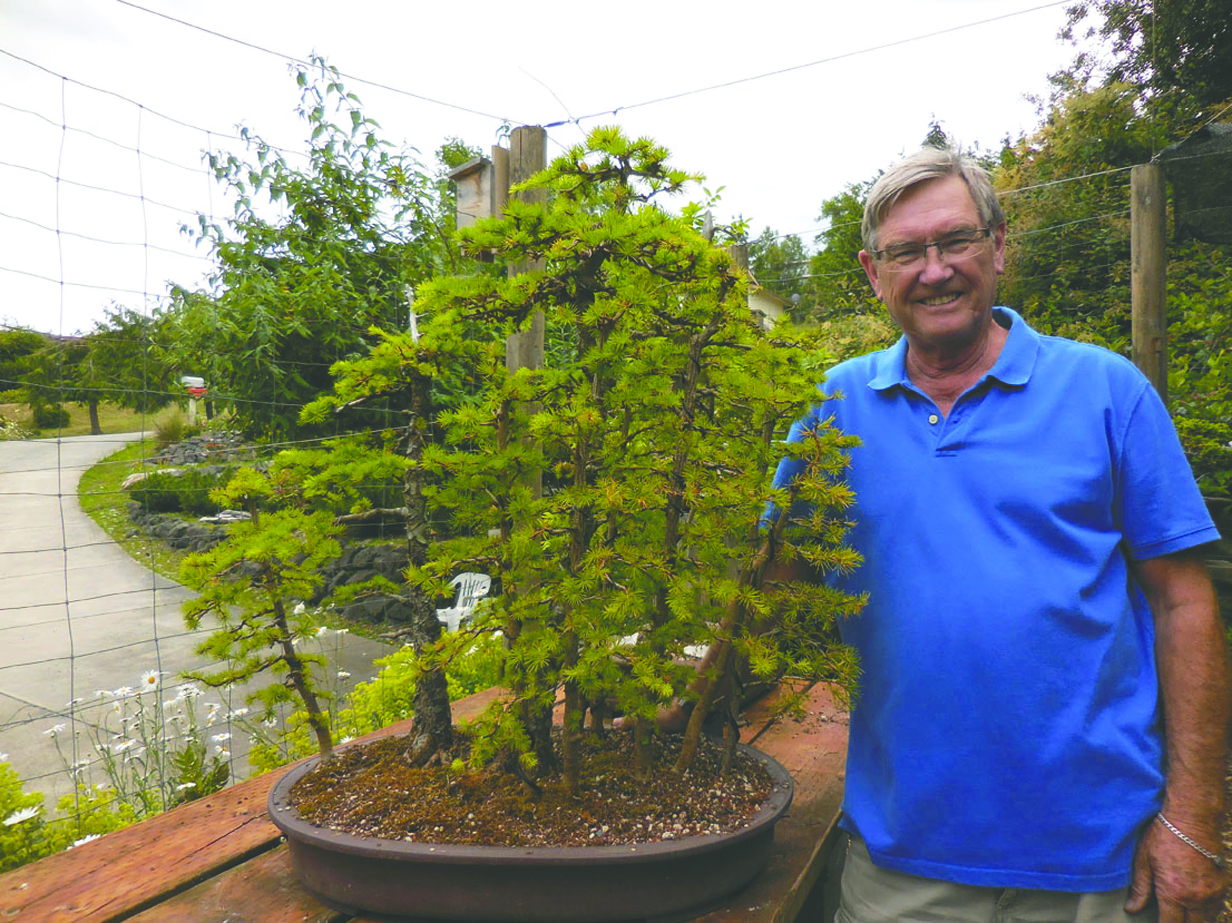 Ron Quigey of Sequim poses with a bonsai tree as the Dungeness Bonsai Society exhibition nears. — Dungeness Bonsai Society ()