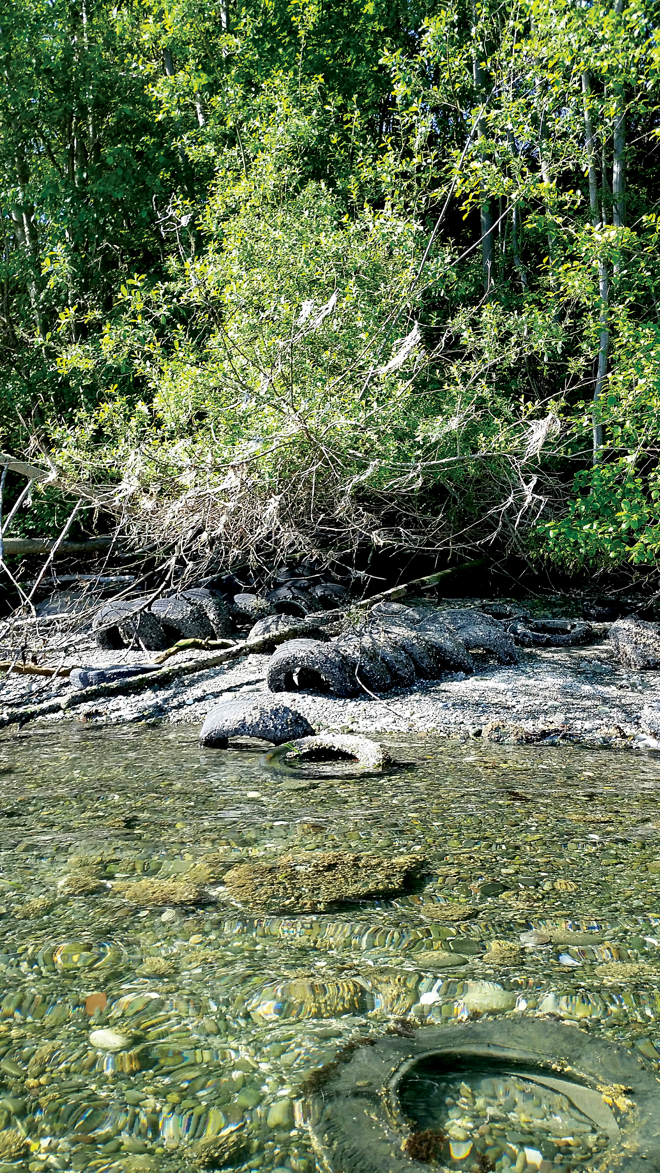 More than 200 tires once placed as shoreline armoring along Sequim Bay will be removed as part of a restoration project spearheaded by the North Olympic Salmon Coalition. (Charles Darland)