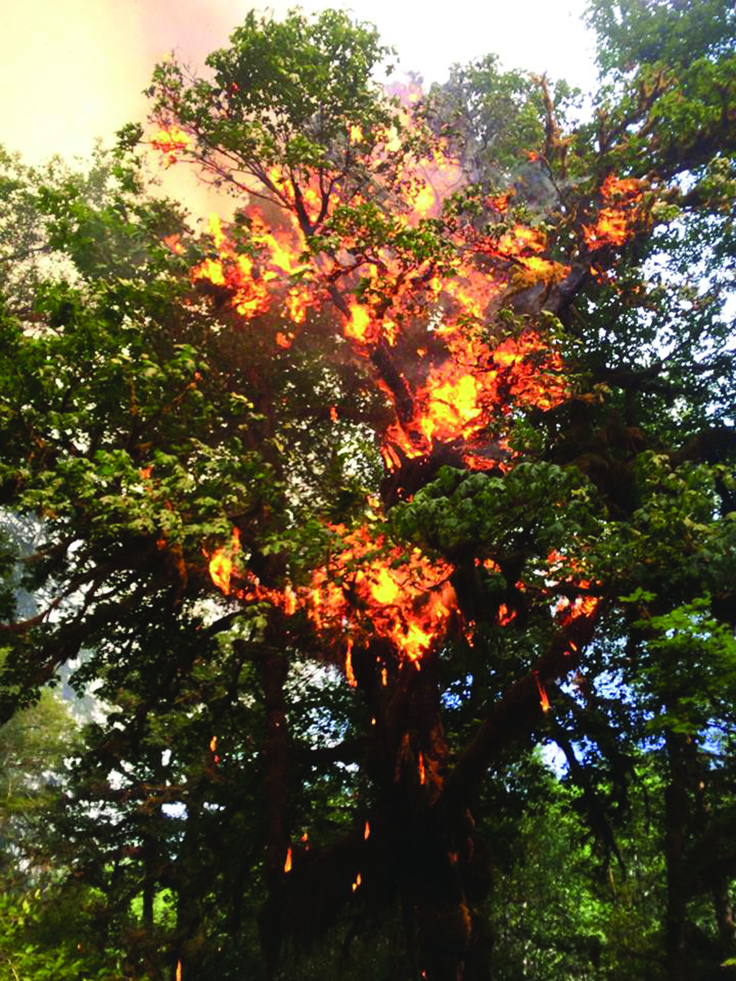 Flames burn through the top of a tree in the Paradise Fire in Olympic National Park. Authorities say intermittent rain and a smoke inversion layer helped suppress the fire. — U.S. Forest Service ()