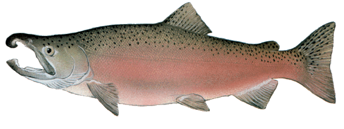 OUTDOORS: Salmon fishing opens in part of Hood Canal for first time in 22 years