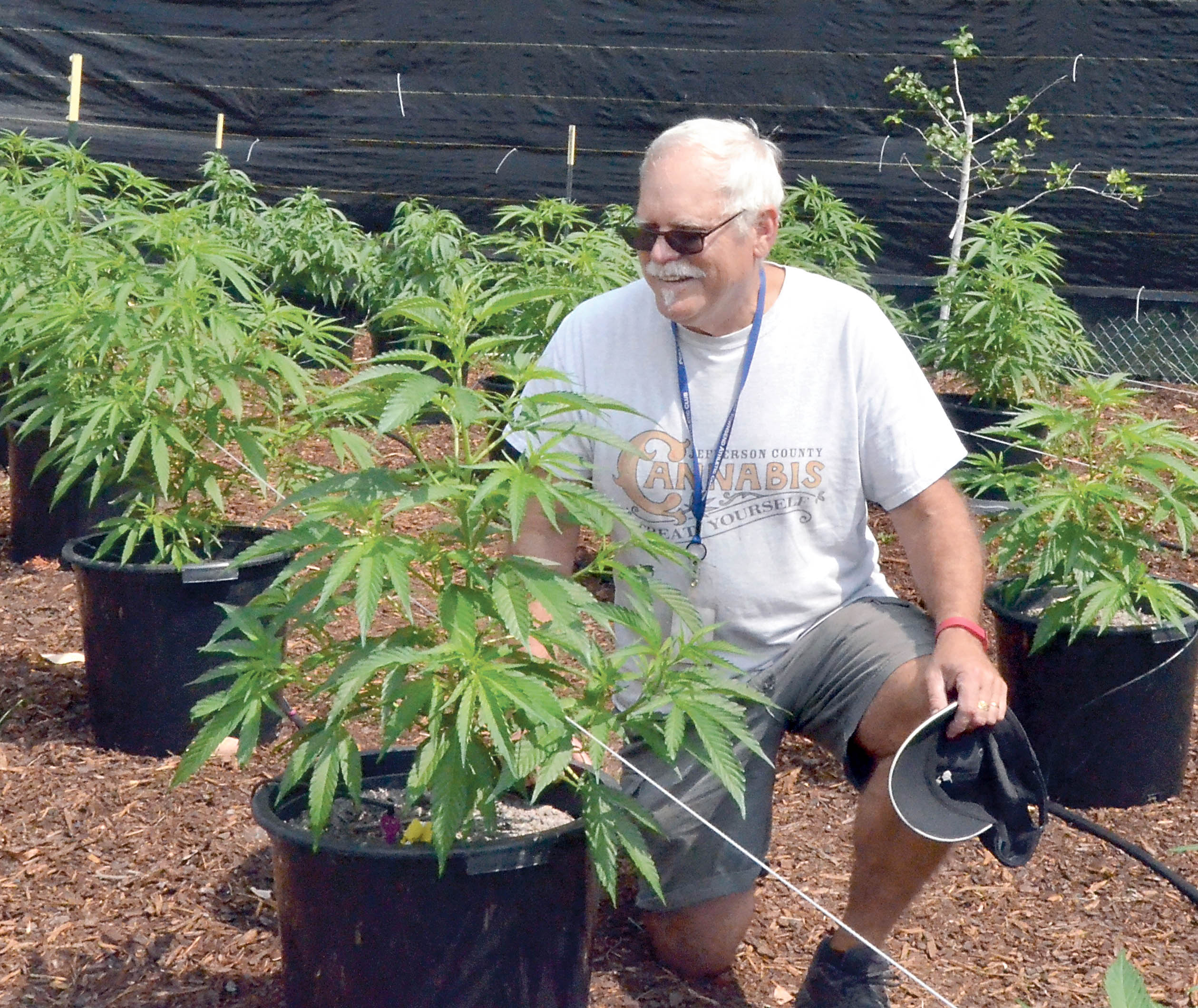 Jefferson County Cannabis owner Marty Gay inspects some of the marijuana plants that will be used in a blend of the company’s first product