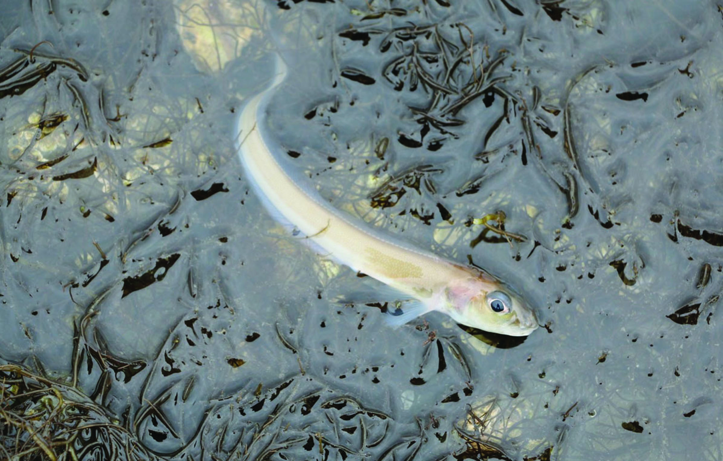 An eel pout gasps for air on a beach at Potlatch State Park. — Seth Brook/Skokomish DNR