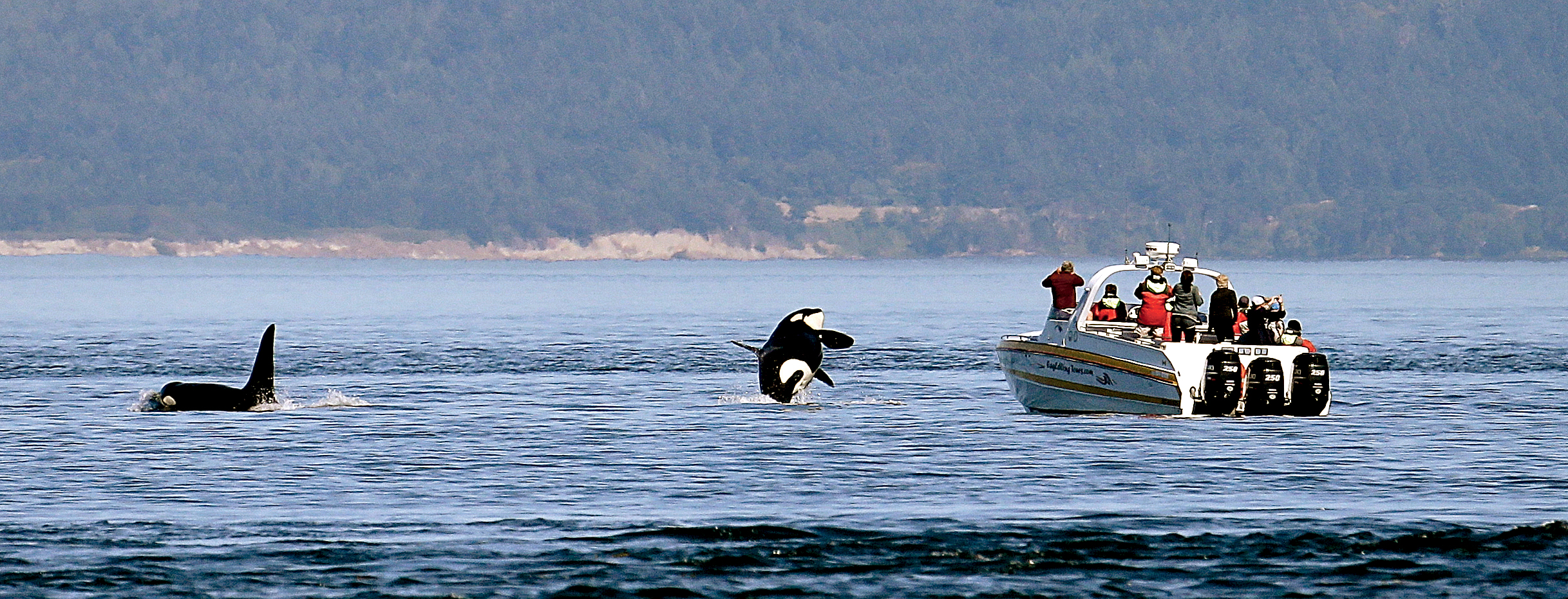 An orca whale leaps out of the water near a whale-watching boat whose passengers happen to be looking the other way in the Salish Sea in the San Juan Islands in July. The Associated Press