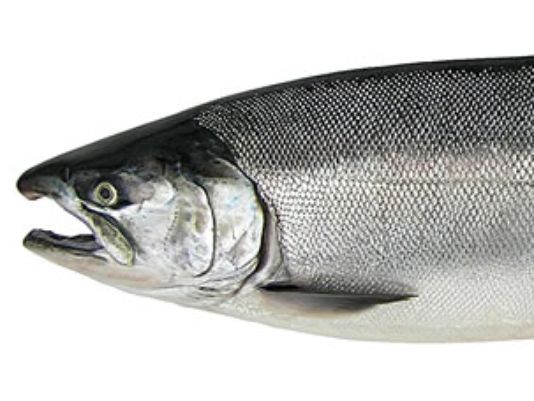 OUTDOORS: Salmon derbies coming to North Olympic Peninsula