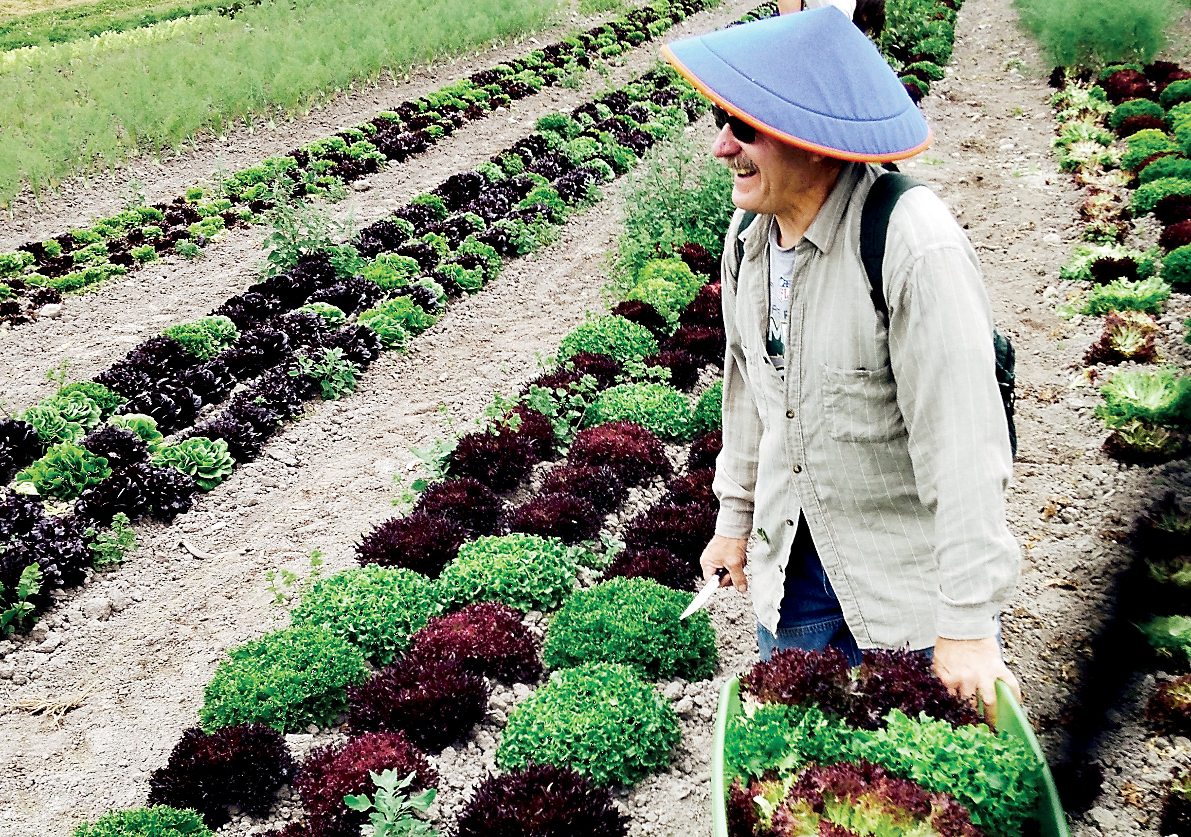 Volunteer gleaner Robert Moore tackles the greens at Red Dog Farm in Chimacum. Rotary First Harvest
