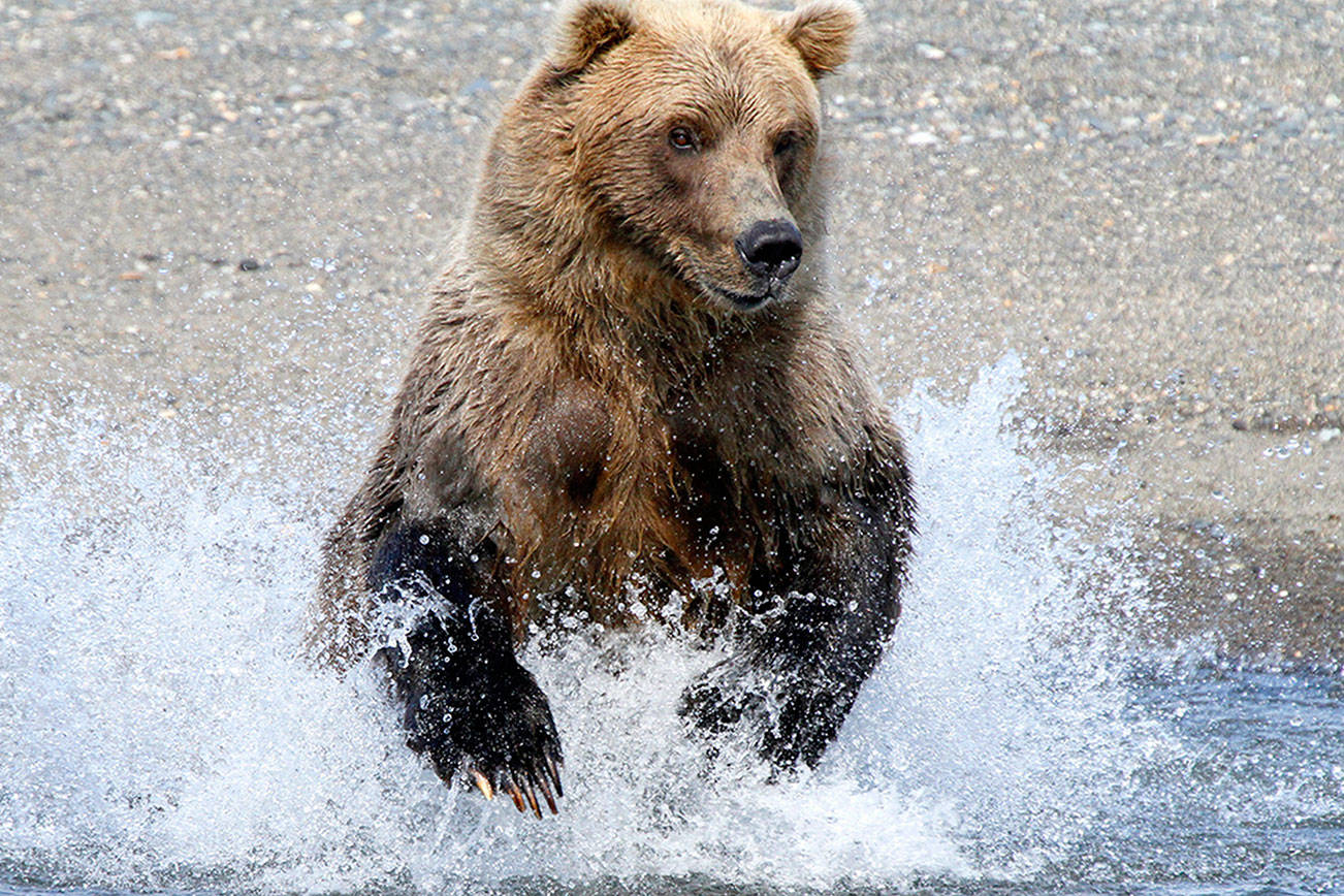 Autumn colors to shine in Port Townsend Art Walk on Saturday