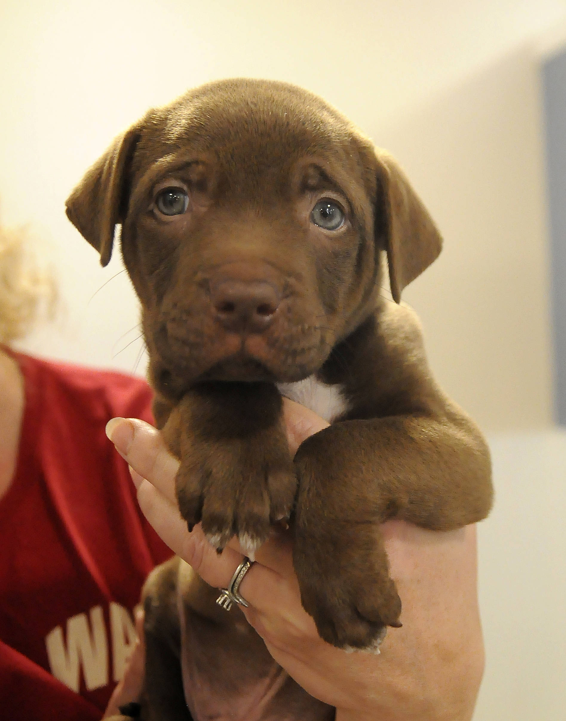Michael Dashiell/Olympic Peninsula News Group A trio of beagle-mix puppies were a popular attraction at the Welfare for Animal Guild’s open house Oct. 28.