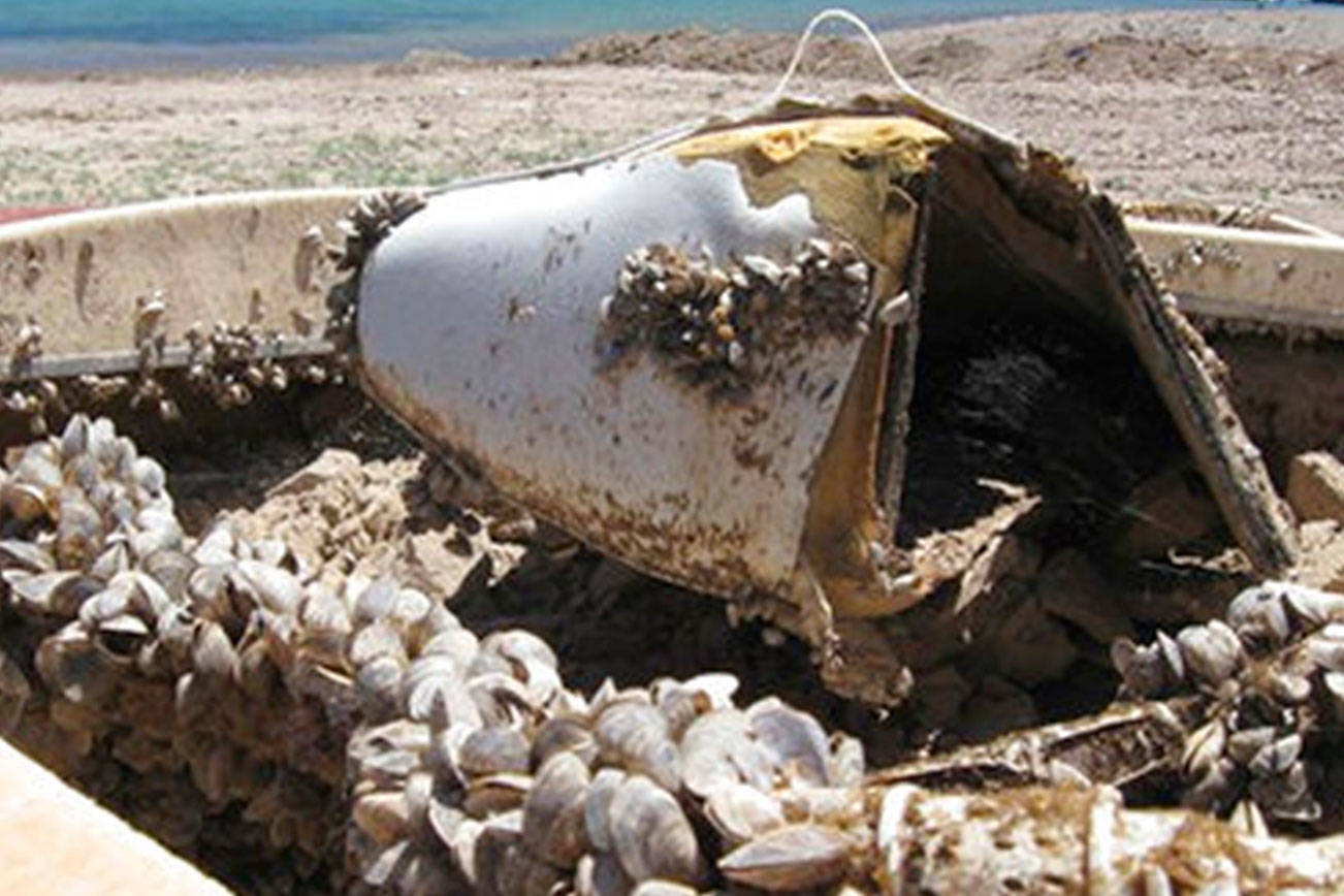 Western governors want federal help in invasive mussel fight