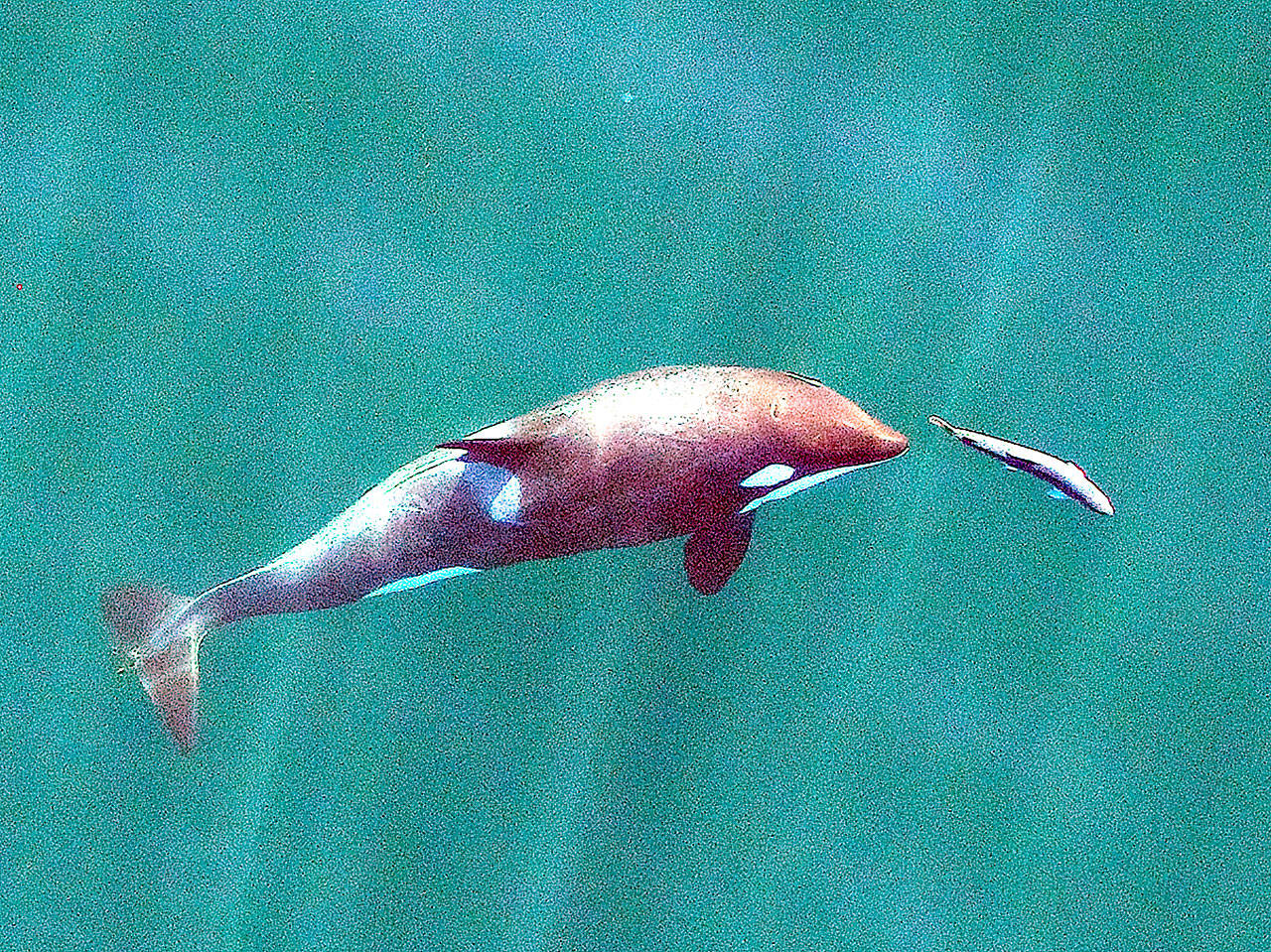 In this Sept. 2017 photo made with a drone, a young resident orca chases a chinook salmon near San Juan Island. The photo, made under a National Marine Fisheries Service (NMFS) permit, which gives researchers permission to approach the animals, was made in collaboration with NOAA Fisheries/Southwest Fisheries Science Center, SR3 Sealife Response, Rehabilitation, and Research and the Vancouver Aquarium’s Coastal Ocean Research Institute. Endangered Puget Sound orcas that feed on chinook salmon face more competition from seals, sea lions and other killer whales than from commercial and recreational fishermen, a new study finds. (John Durban/NOAA Fisheries/Southwest Fisheries Science Center via AP)