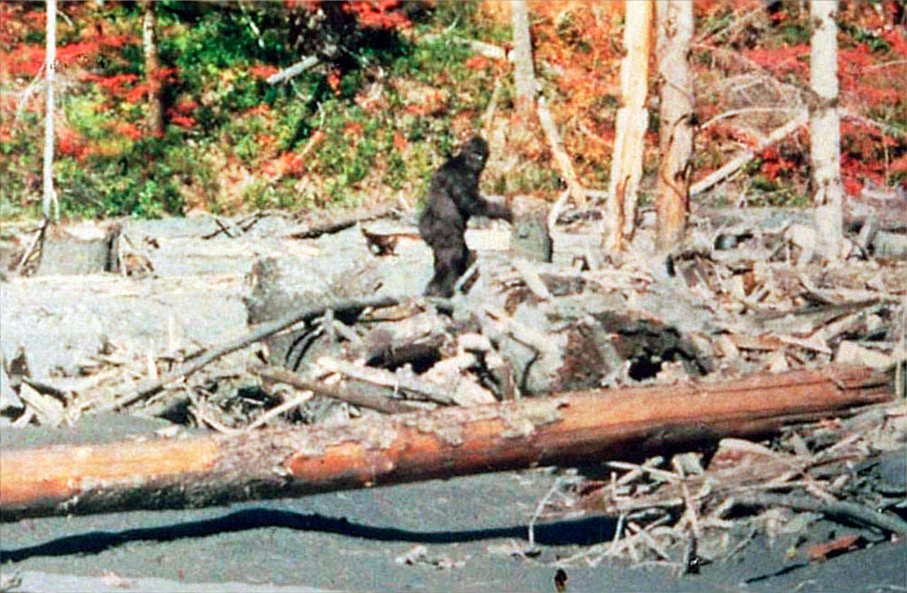 The Sasquatch Symposium will take place Saturday in Port Angeles to explore interactions between the Sasquatch and humans. Among the clips to be shown, presenters will likely discuss the iconic Patterson-Gimlin film, in which filmmakers said they identified a Bigfoot.