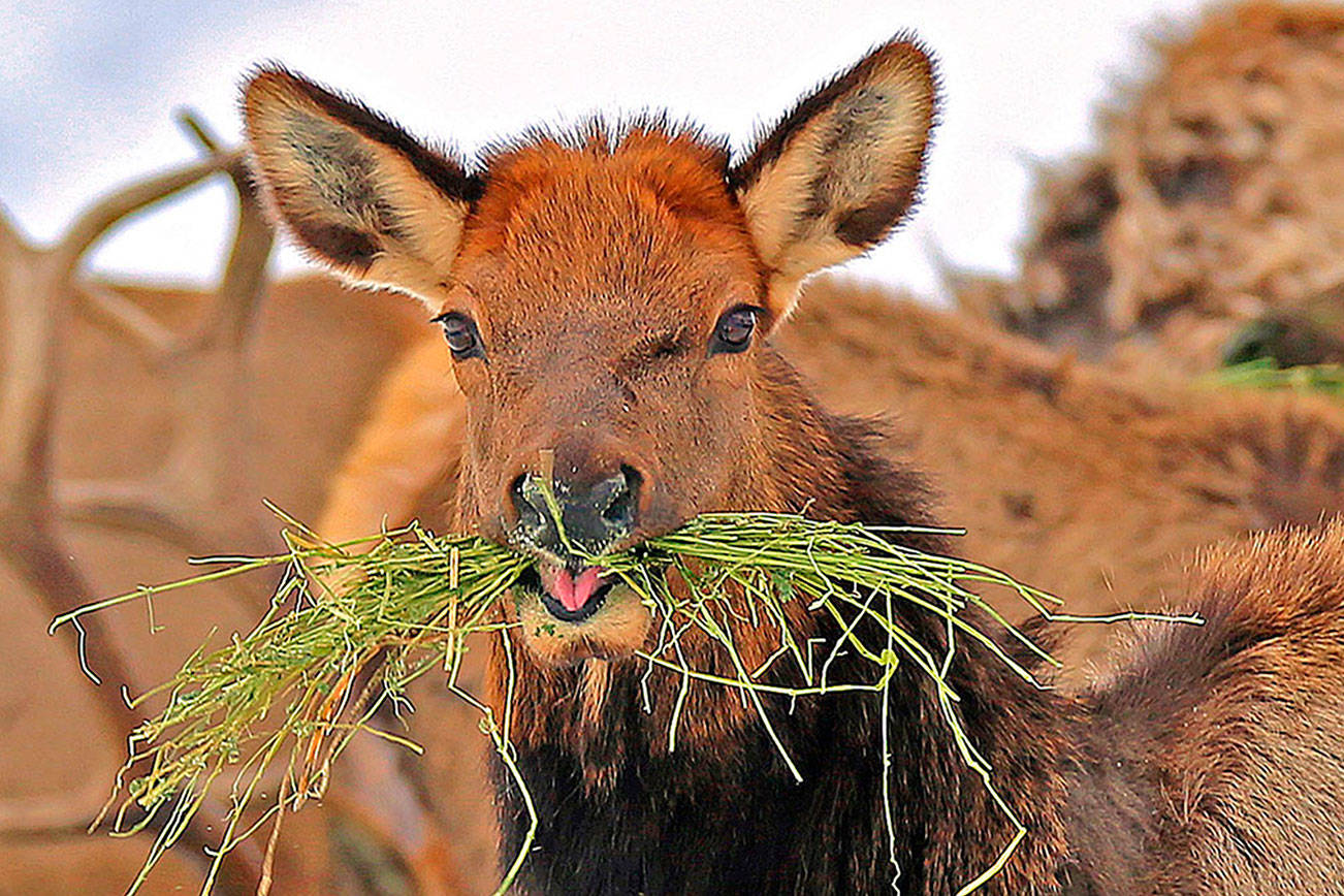 Hunting limited in Western U.S. states after tough winter