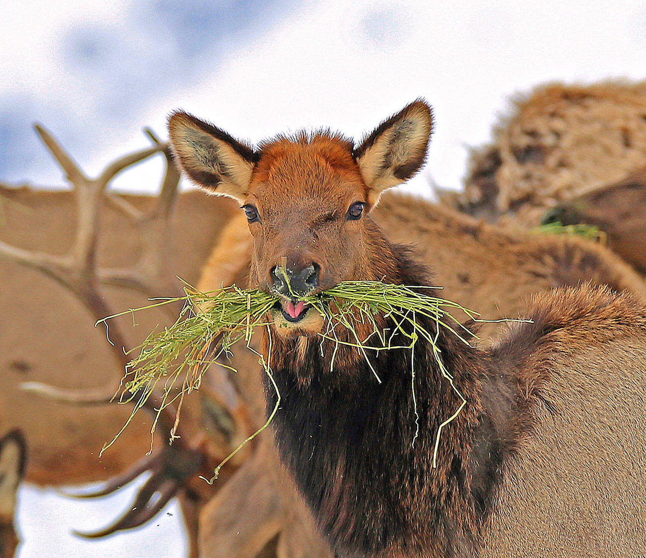 Elk feed at the Wenaha Wildlife Area near Troy, Ore., on Jan. 18. Wildlife managers in some western states cut back hunting this fall in areas where big game herds suffered above-normal losses during the 2016-17 winter. (Keith Kohl/Oregon Department of Fish and Wildlife via AP)