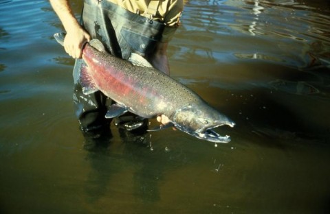 A file photo showing a chinook (king) salmon. Olympic National Park has not released photos of the chinook spotted in the Elwha River on Monday. National Park Service