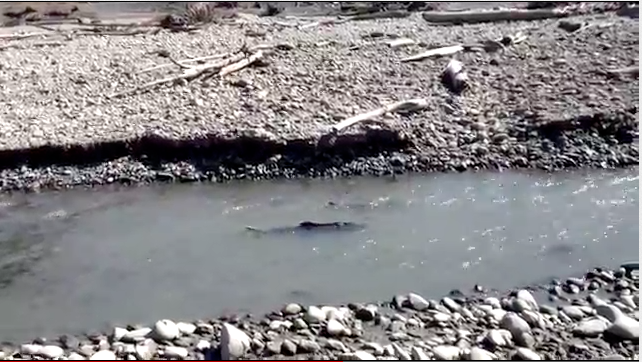 Screen shot from NatureBridge's Ned Buckingham's YouTube video.