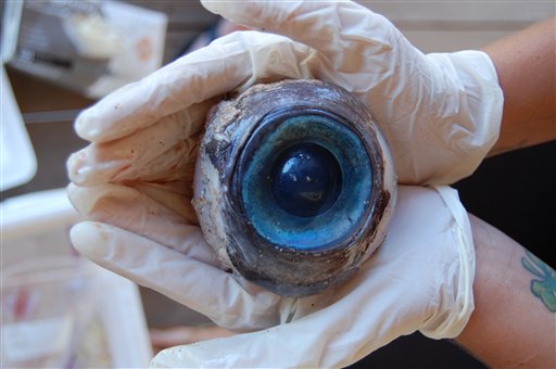 The eyeball of a giant sea creature. The Associated Press