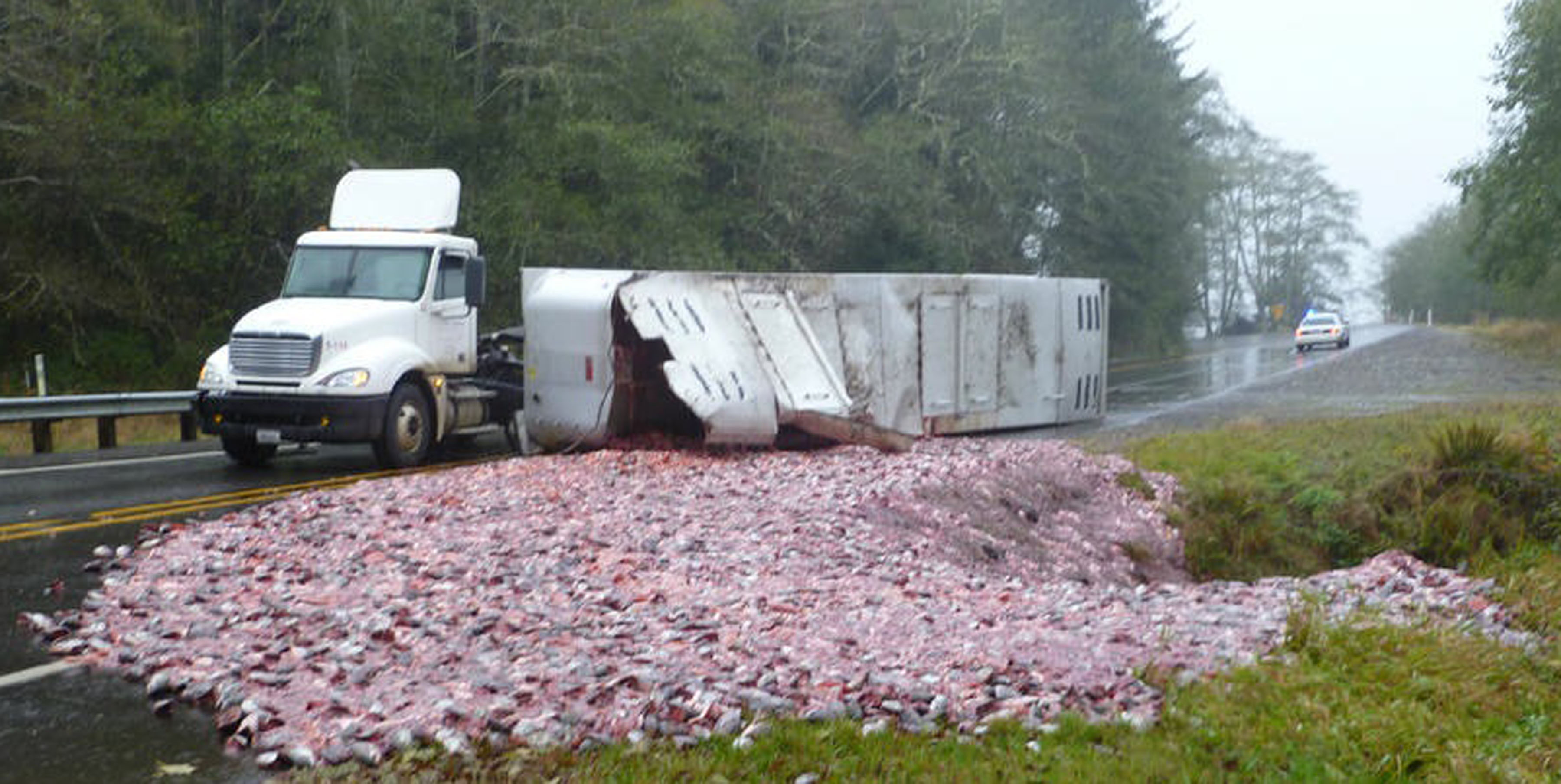 Fish guts galore (click on photo to enlarge) Washington State Patrol/The Associated Press