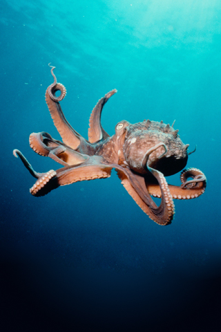 File photo of North Pacific giant octopus.