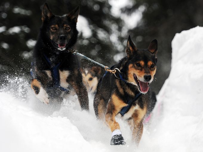 Leaders in Jessica Hendricks's dog team negotiate a steep drop off in the trail after leaving the Finger Lake checkpoint in Alaska during the Iditarod Trail Sled Dog Race on Monday. The Associated Press