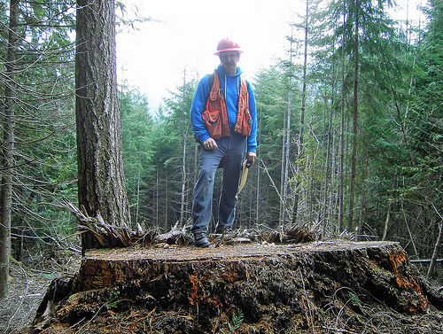 (Click on photo to enlarge) An investigator stands on the stump of a tree felled in Olympic National Forest by timber thief Reid Johnston. U.S. Attorney's Office for the Western District of Washington