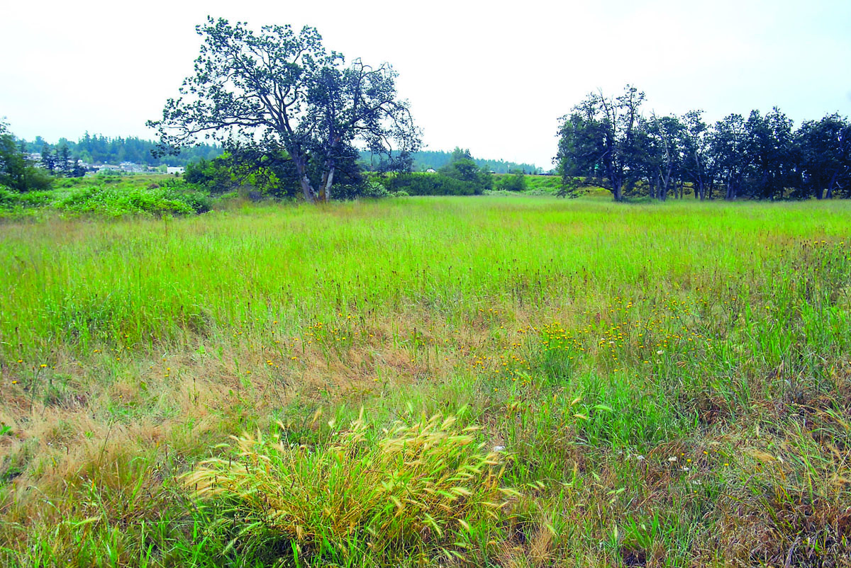 The Burrowes property near Sequim Avenue and U.S. Highway 101 has been mentioned as the site of a big box store for years. Opportunity Fund dollars are being requested by Sequim to help ready the land for development. Keith Thorpe/Peninsula Daily News