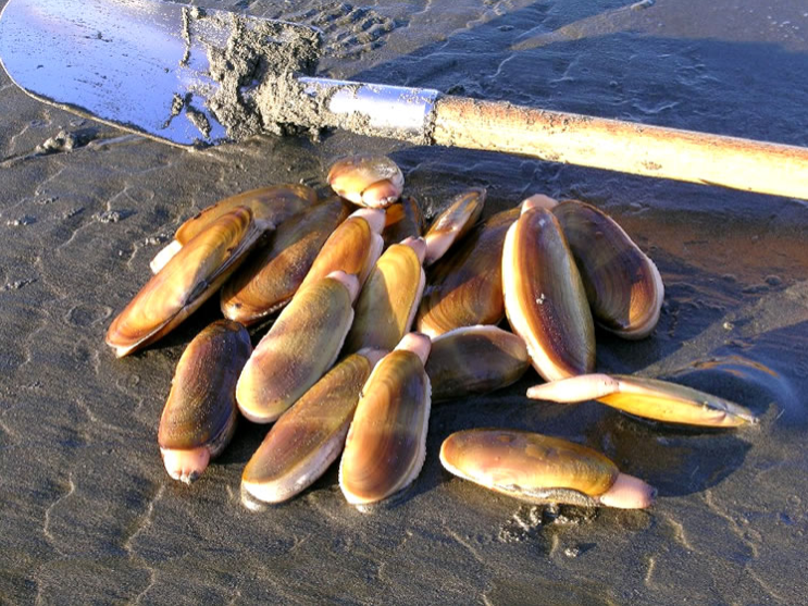 Eight days of razor clam digging began Sunday