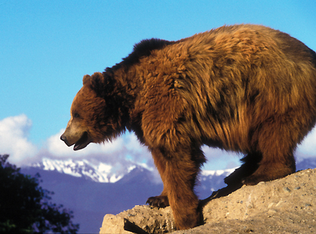 Grizzly bear U.S. Fish and Wildlife Service