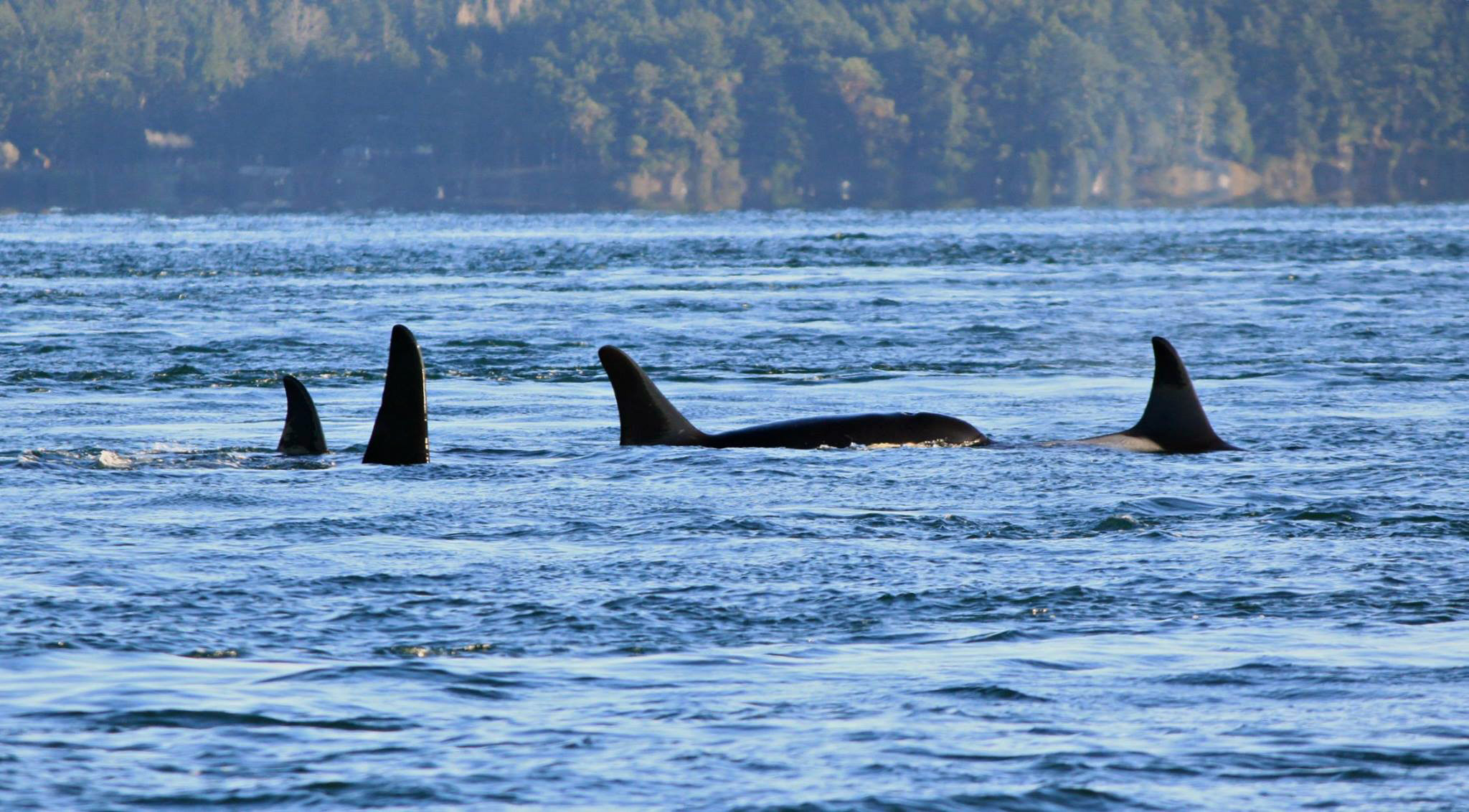 Orcas in the J-pod swim together in Spieden Channel