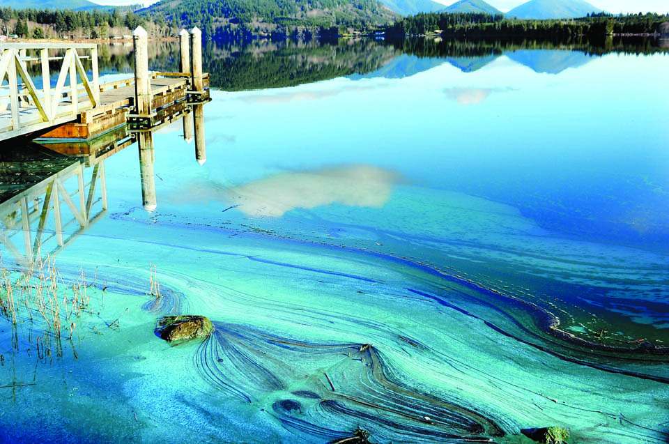 Blue-green scum is seen at Lake Pleasant on Tuesday. Lonnie Archibald/for Peninsula Daily News