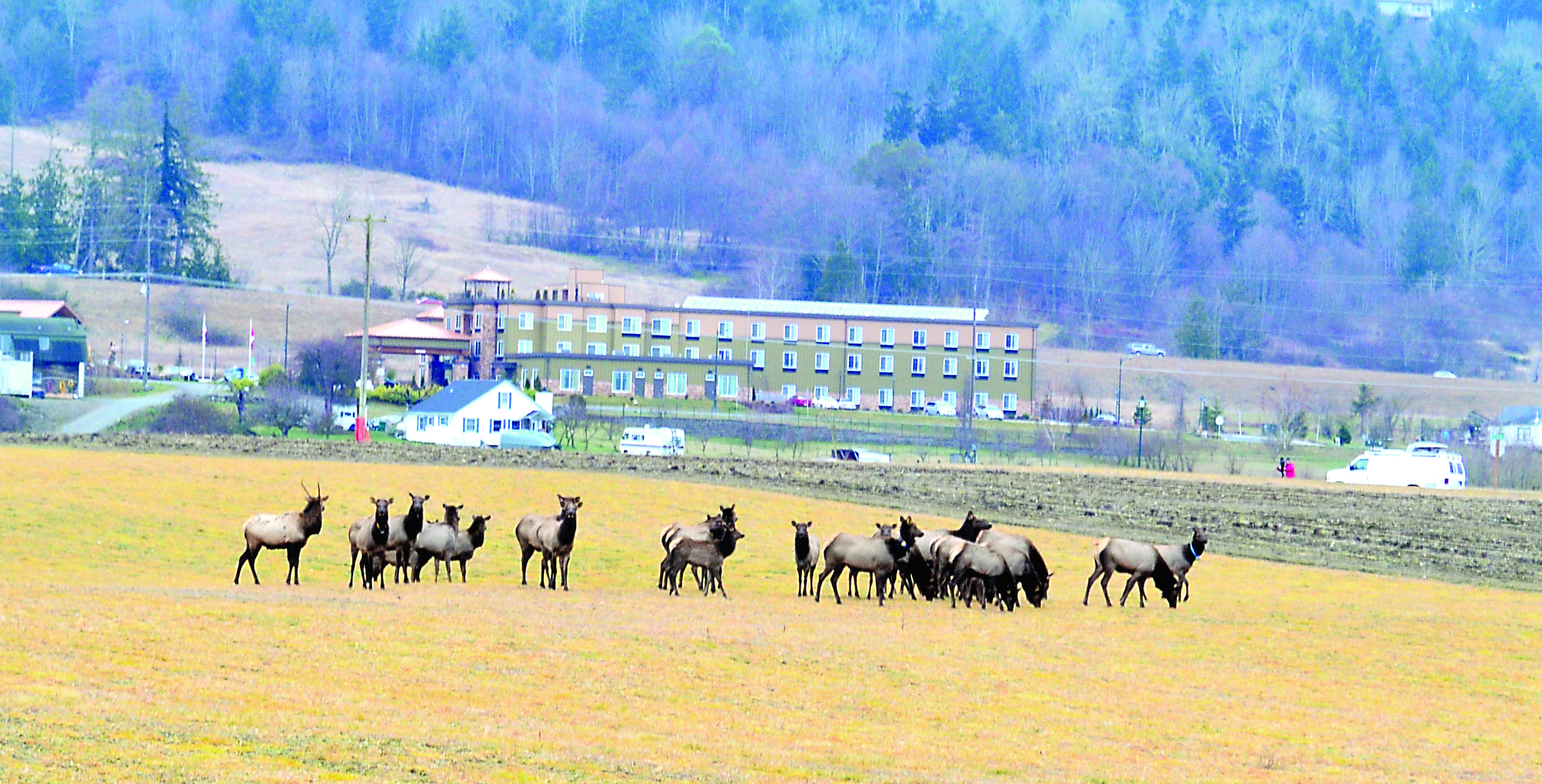 The Dungeness herd of Roosevelt elk relaxes Tuesday in Fred and Loretta Grant's field off Sequim Bay Road just east of Sequim. Drivers are being advised to keep a lookout for the elk trying to cross U.S. Highway 101