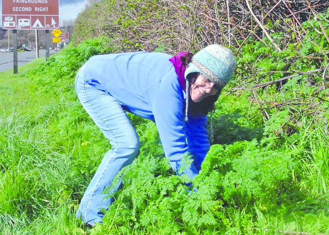 Jefferson County Noxious Weed Coordinator Eve Dixon pulls some poison hemlock from the roadside on Sims Way in Port Townsend. Charlie Bermant/Peninsula Daily News