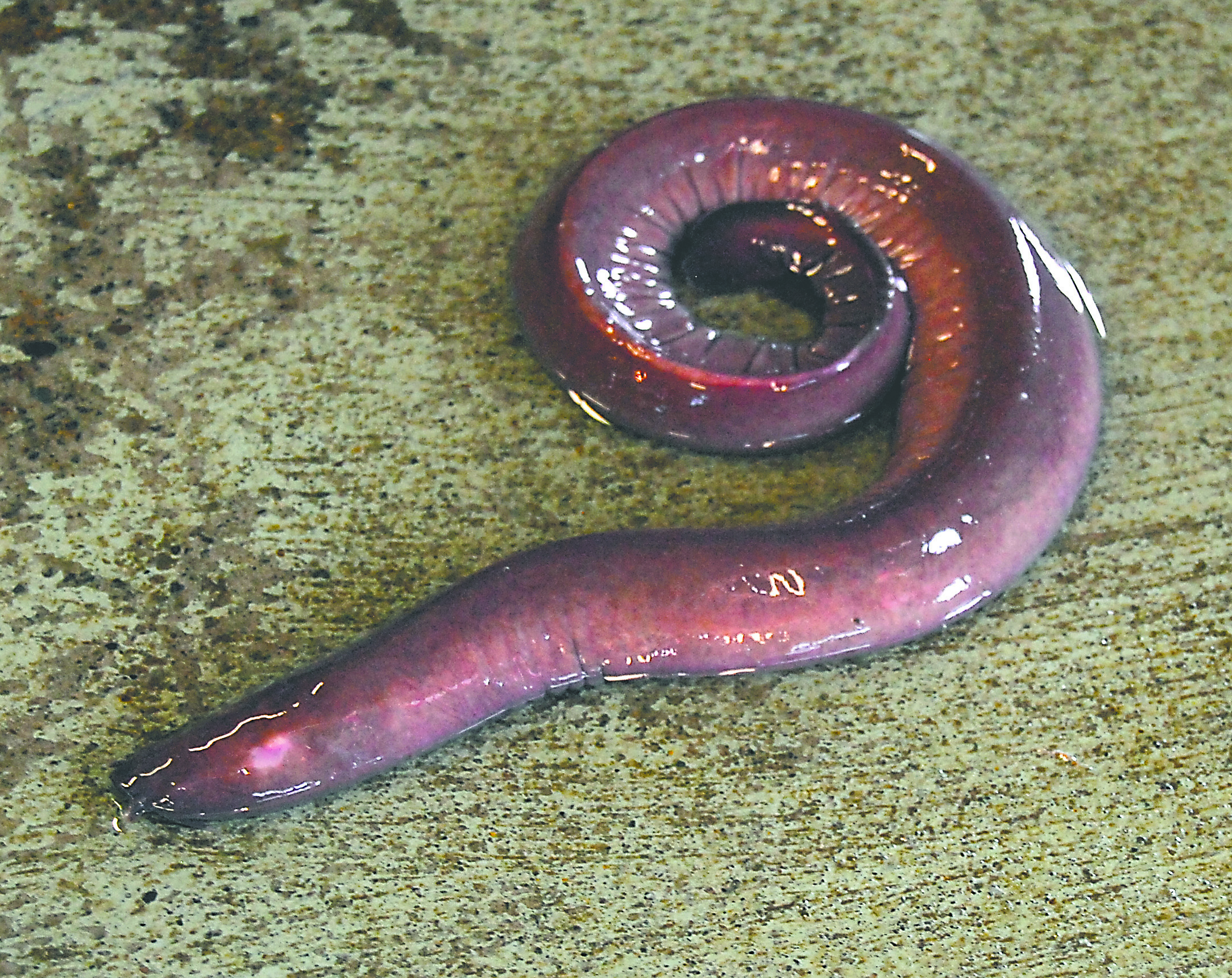 A hagfish (Myxine glutinosa) sits on the floor of Olympic Coast Seafoods to show its external structure. Keith Thorpe/Peninsula Daily News
